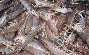 Changing paradigms in shrimp farming, part 6
