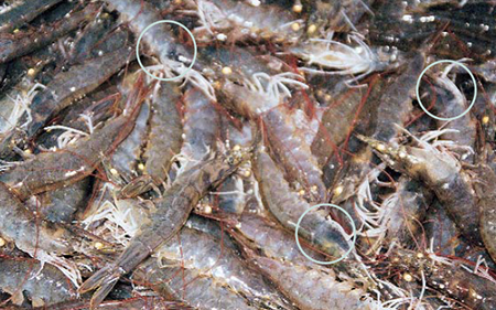 Article image for Changing paradigms in shrimp farming, part 6