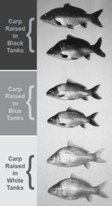 In the author’s study of common carp, darker-colored tanks produced fish with darker pigmentation.