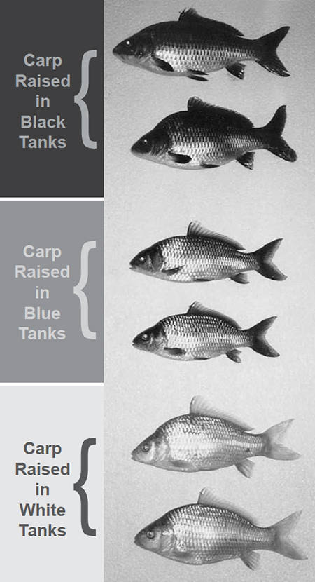 Article image for Color of indoor tanks can affect stress and performance