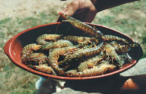 Farming kuruma shrimp in Japan