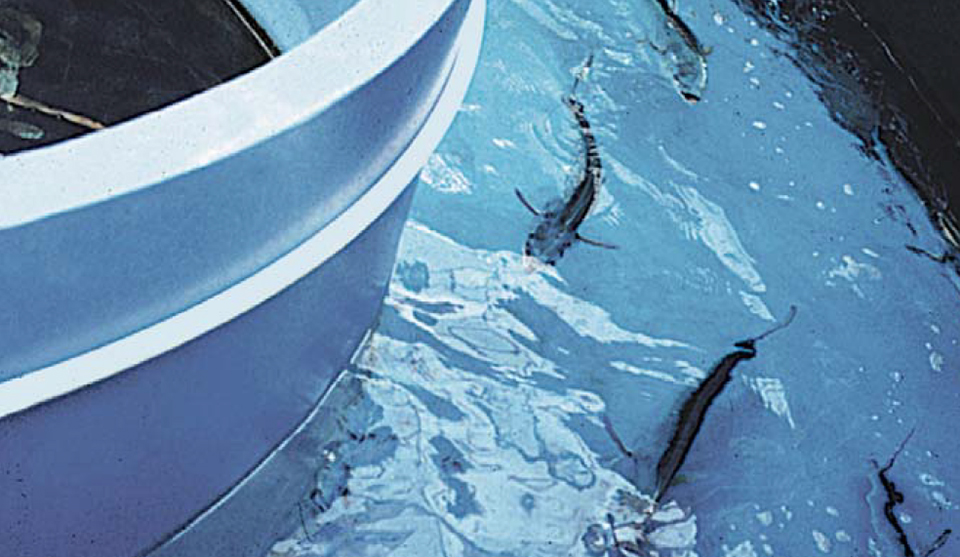 Article image for Aquaculture of pelagic fish, part 4