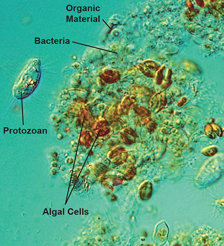 Article image for Advantages of aerated microbial reuse systems with balanced C:N, part 2