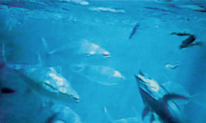 Lab culture and reproduction of yellowfin tuna in Panama