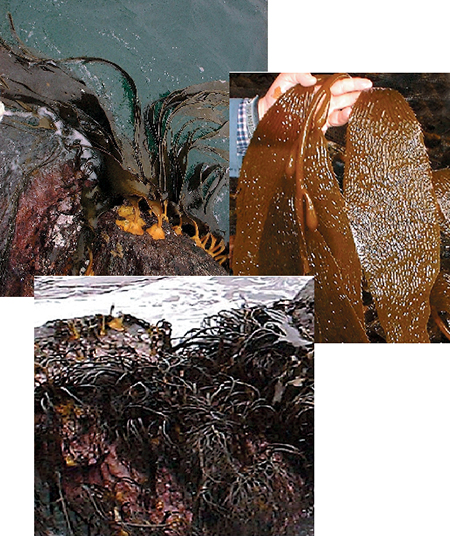 Article image for Seaweed farming in Chile: A review