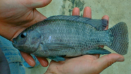 Article image for Tilapia farming in Ontario, Canada