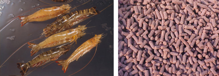 Article image for Mixed maturation diets improve shrimp broodstock performance