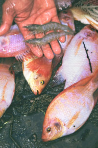 Polyculture of tilapia and penaeid shrimp