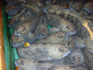 Hyper-intensive fish farming