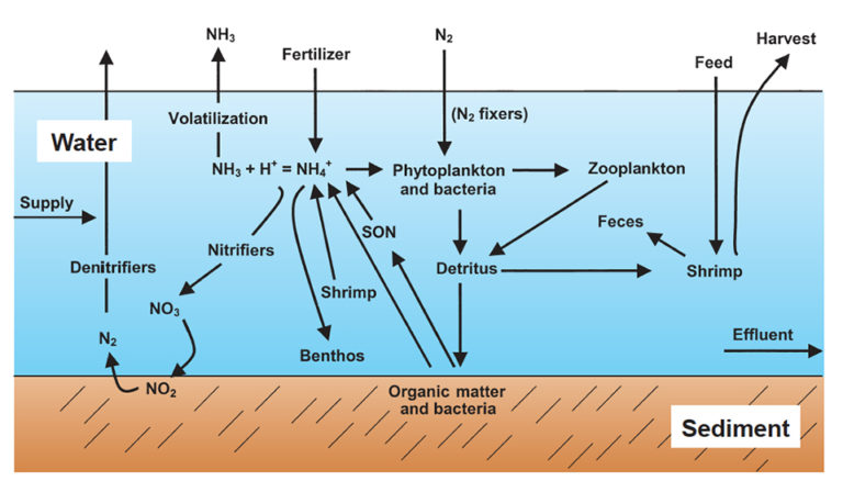 Article image for Water quality standards: Total Ammonia Nitrogen