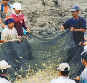 Inland shrimp farming