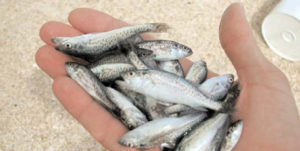 Proactive health management using probiotics in marine fish hatcheries