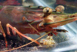 Hermit crabs: Maturation diet for shrimp broodstock