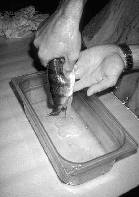 Article image for Yellow perch aquaculture potential remains unproven