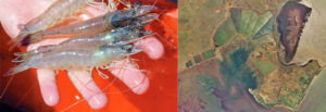 Shrimp farming in New Caledonia