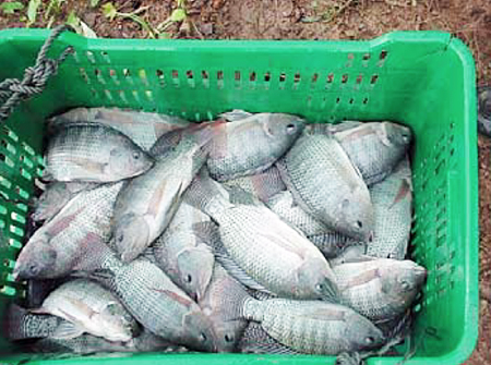 Article image for Commercial tilapia production in Panama