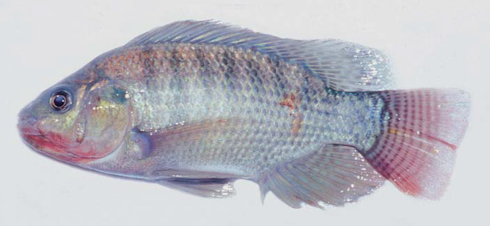 Article image for Diseases found in tilapia culture in Latin America
