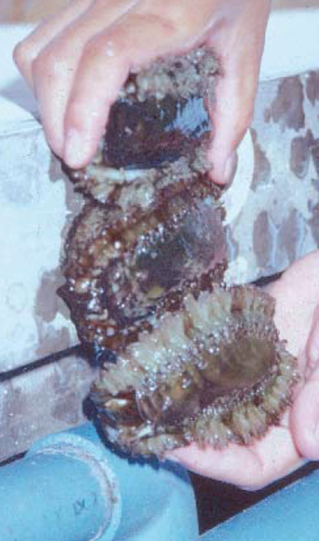 Article image for Tropical abalone culture in Philippines