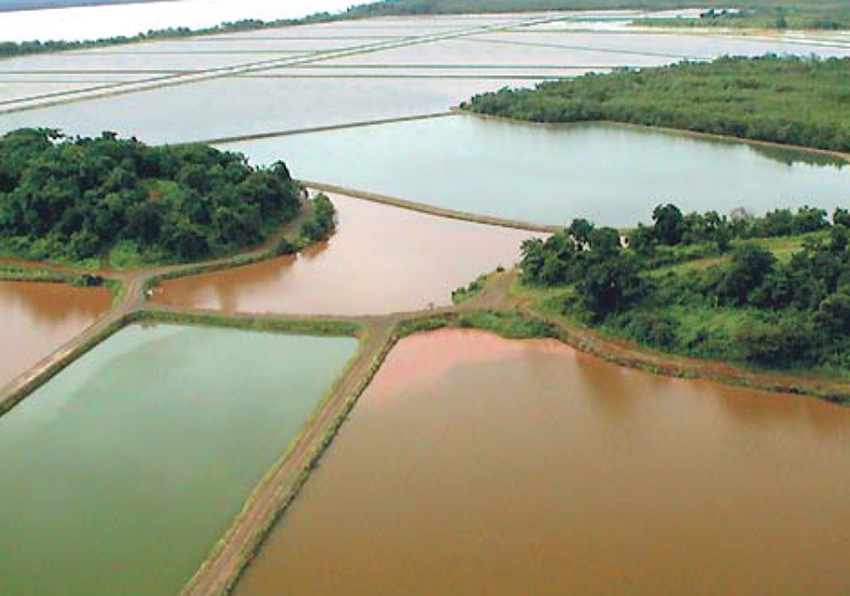 Article image for Biosecurity basics for shrimp aquaculture