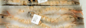 Heightened surveillance of chloramphenicol residues in shrimp