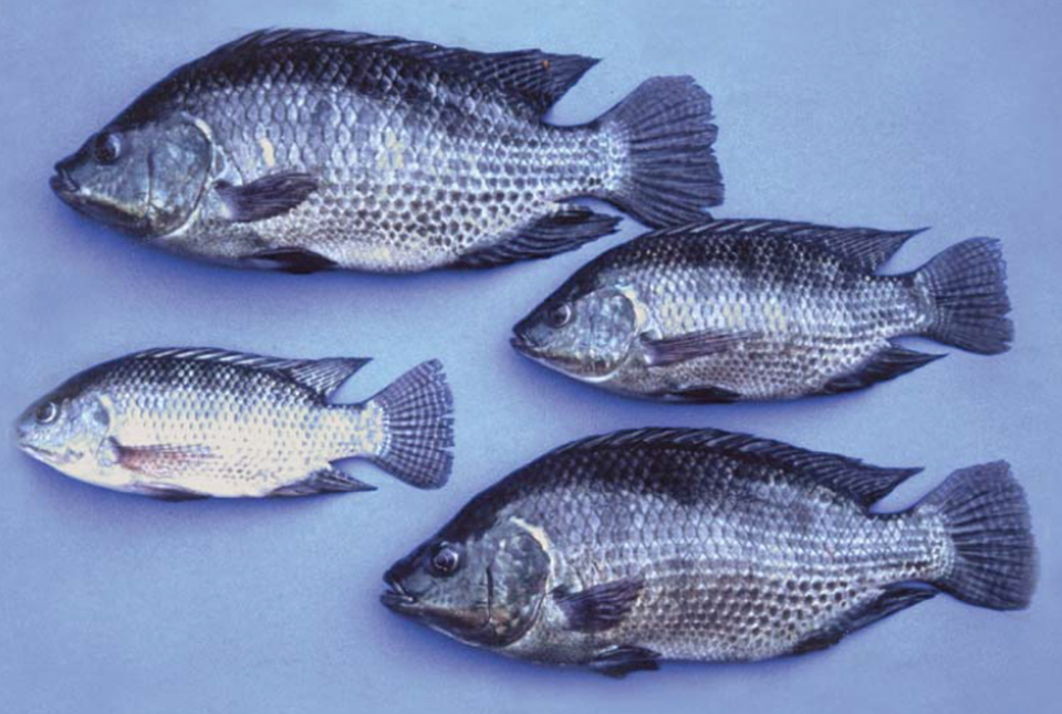 Article image for Tilapia genetics: Applications and uptake
