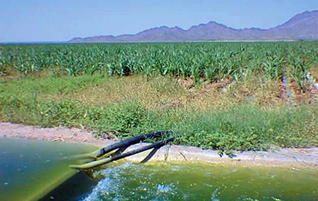 Article image for Arizona project integrates aquaculture with agriculture