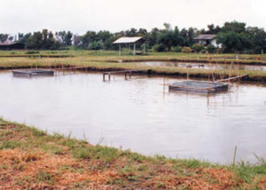 Cage-cum-pond: Integrated aquaculture systems recycle wastes