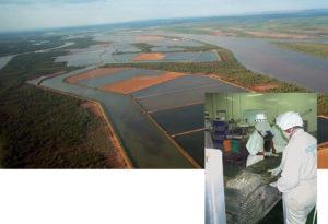 Shrimp farming in Madagascar