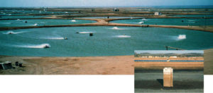 Sustainable and profitable shrimp farming in Saudi Arabia