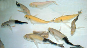 Genetic improvement of marine fish