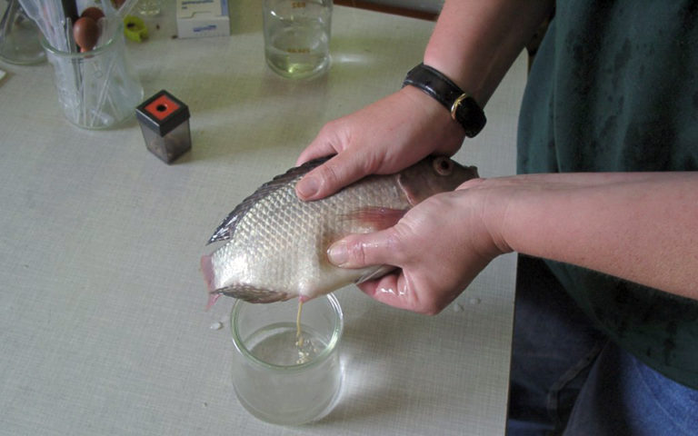 Article image for Performance testing of clonal Nile tilapia lines