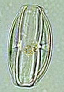 Improved shrimp larviculture using diatoms