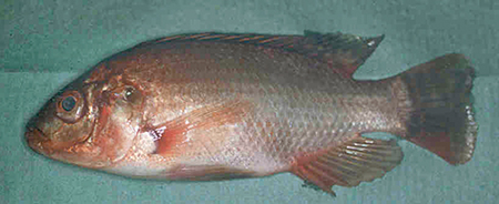 Article image for Scotland study evaluates immune responses, disease resistance in clonal lines of Nile tilapia