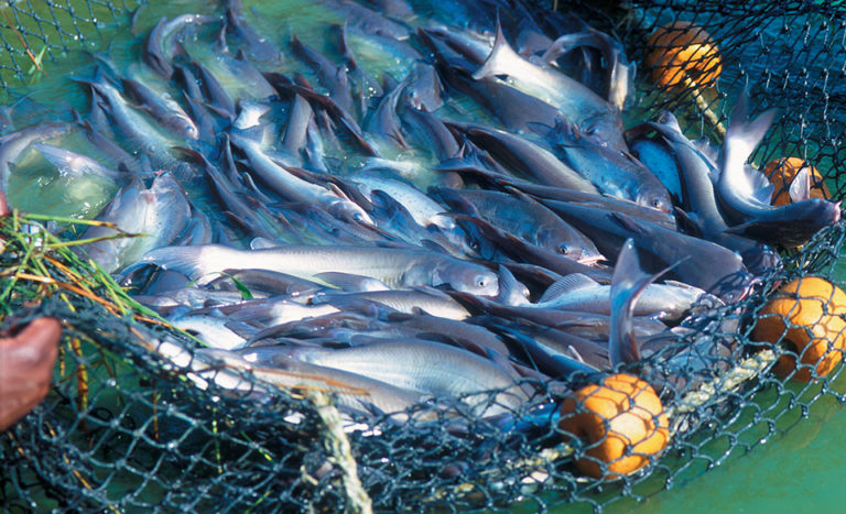 Article image for Catfish genetics and breeding