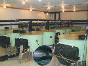 Supplementing aquaculture diets with nucleotides