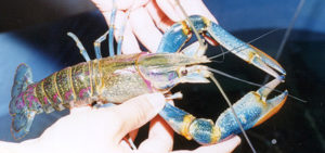 Effects of feed protein levels on redclaw production in Mexico