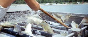 Growth trials replace fishmeal in red drum diets