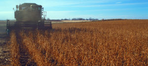 Antinutrients in plant-derived fish feed ingredients