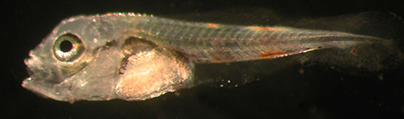 Article image for Microdiets for red drum larvae