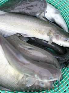 Feed supplementation with menhaden oil elevates omega-3 HUFAs in catfish fillets