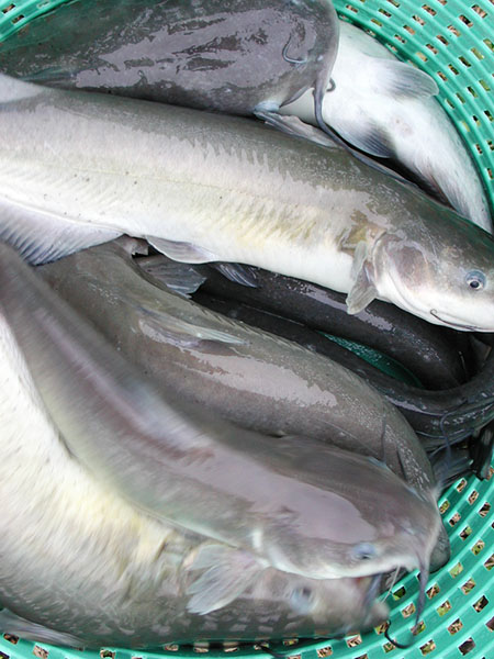 Article image for Feed supplementation with menhaden oil elevates omega-3 HUFAs in catfish fillets