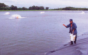 vegetable replacements