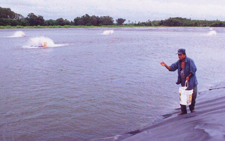 Article image for Feed study tests vegetable replacements for marine ingredients