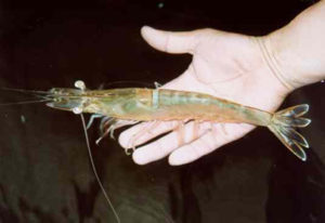 SPF line of Penaeus chinensis shrimp under development