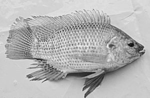 Genetically male vs. mixed-sex Nile tilapia performance compared in RAS