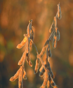 An evaluation of soybean meal quality