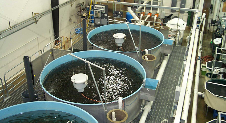 Article image for Biosecurity in intensive aquaculture: Don’t build without it
