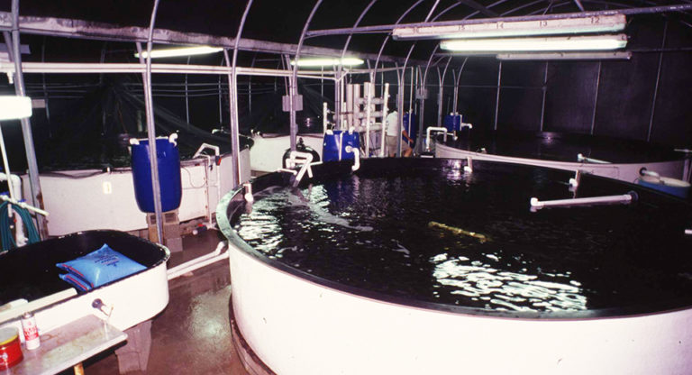 Article image for Advanced conditioning systems for marine fish broodstock