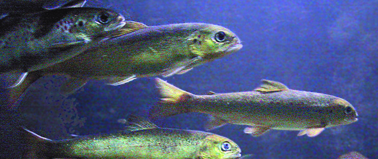 Article image for Norwegian smolt farms reflect higher productivity through intensification