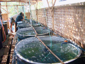 Cholesterol: Indispensable but not irreplaceable in shrimp feeds